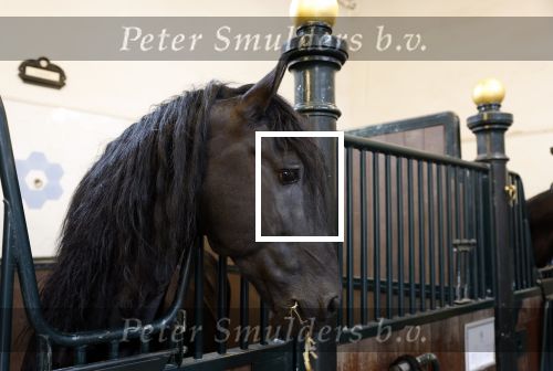 Den Haag 21 juli 2022
Binnenkijken bij paleis Noordeinde en de koninklijke stallen.
Paard in koninklijke stallen