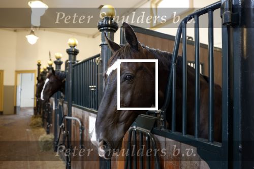 Den Haag 21 juli 2022
Binnenkijken bij paleis Noordeinde en de koninklijke stallen.
Paard Pedro
