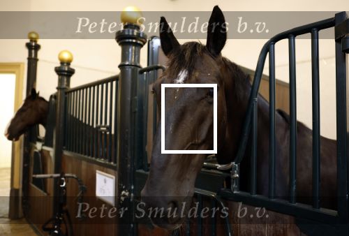Den Haag 21 juli 2022
Binnenkijken bij paleis Noordeinde en de koninklijke stallen.
Paard Volkert