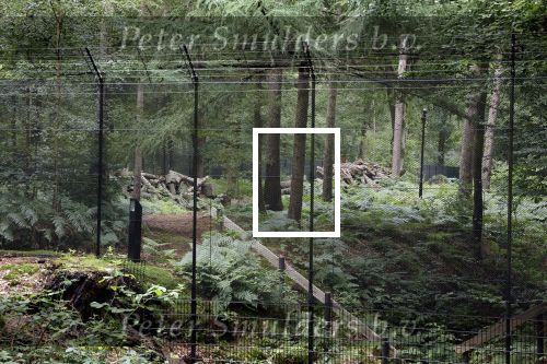 Lage Vuursche 28 juli 2023
Palijs Drakensteyn van prinss Beatrix . De poort is geschilderd en in de tuin staan hekken met donkee doeken voor privacy . Naast het landgoed is een stuk bouwgrond te koop.