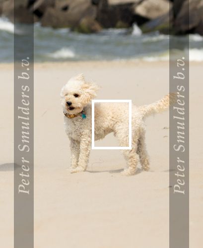 Den haag 30 juni 2023
Fotosessie op het strand Koning Willem Alexander, koningin Maxima en prinses Ariane, Prinses  Amalia en Prinses Alexia poseren tijdens de fotosessie op het strand met hond mambo.