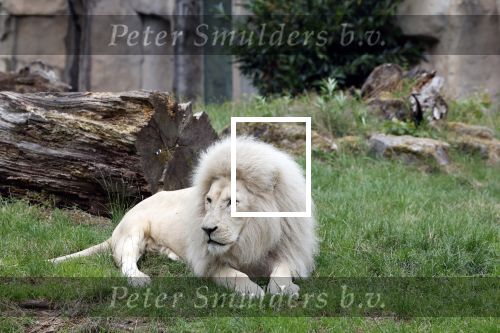 Rhenen 13 juli 2023
Reunie Zoop in oudehands dierenpark. Witte Leeuw