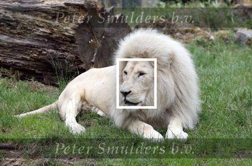 Rhenen 13 juli 2023
Reunie Zoop in oudehands dierenpark. Witte Leeuw