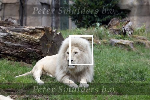 Rhenen 13 juli 2023
Reunie Zoop in oudehands dierenpark. Witte Leeuw