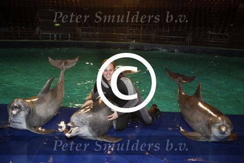 Harderwijk 30 november 2011
Frans Bauer aan het trainen voor show met dolfijnen in het dolfinarium. Zijn vader en zoon Christiaan zijn erbij.
Peter Smulders bv