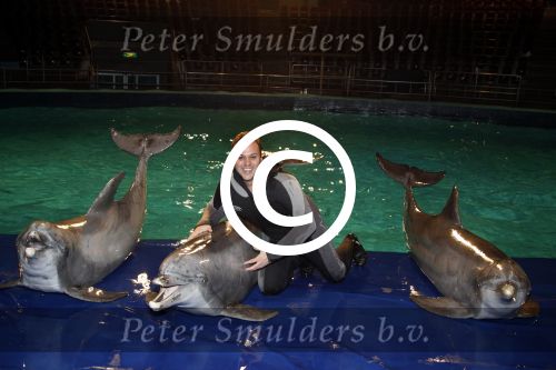 Harderwijk 30 november 2011
Frans Bauer aan het trainen voor show met dolfijnen in het dolfinarium. Zijn vader en zoon Christiaan zijn erbij.
Peter Smulders bv