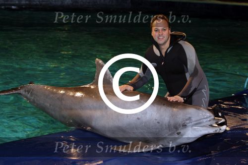 Harderwijk 30 november 2011
Frans Bauer aan het trainen voor show met dolfijnen in het dolfinarium. Zijn vader en zoon Christiaan zijn erbij.
Peter Smulders bv