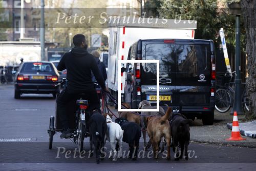 Amsterdam 10 november 2020
Honden uitlaatservice in Amsterdam zuid.