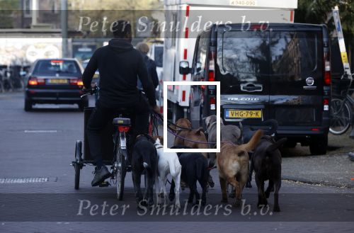 Amsterdam 10 november 2020
Honden uitlaatservice in Amsterdam zuid.