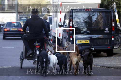 Amsterdam 10 november 2020
Honden uitlaatservice in Amsterdam zuid.