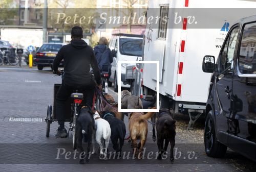Amsterdam 10 november 2020
Honden uitlaatservice in Amsterdam zuid.