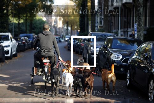 Amsterdam 10 november 2020
Honden uitlaatservice in Amsterdam zuid.