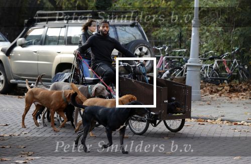 Amsterdam 10 november 2020
Honden uitlaatservice in Amsterdam zuid.