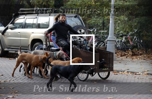 Amsterdam 10 november 2020
Honden uitlaatservice in Amsterdam zuid.