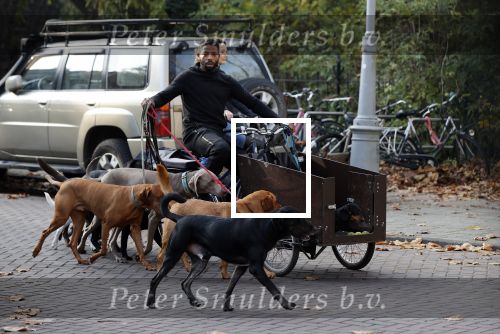 Amsterdam 10 november 2020
Honden uitlaatservice in Amsterdam zuid.
