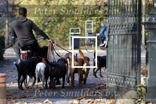 Amsterdam 10 november 2020
Honden uitlaatservice in Amsterdam zuid.
