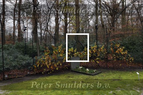 Lage Vuursche 3 december 2020
Het graf van Prins Friso op de begraafplaats in Lage Vuursche naatt kasteel Drakesteyn waar Prinses Beatrix woont