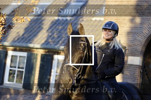 Lunteren 22 november 2021
Presentatie paarden calendar waarvan opbrengst naar het KWF gaat . Bridget Maasland en Samantha Steenwijk krijgen het eerste exemplaar . Ze kopen per paard aanrijden