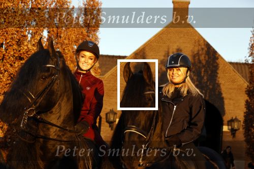 Lunteren 22 november 2021
Presentatie paarden calendar waarvan opbrengst naar het KWF gaat . Bridget Maasland en Samantha Steenwijk krijgen het eerste exemplaar . Ze kopen per paard aanrijden