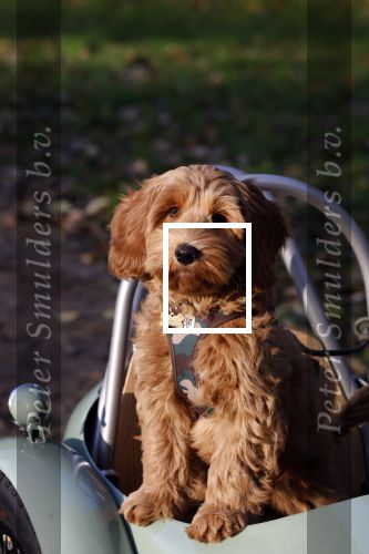 Amsterdam 12 december 2022
Robert Doornbos met zijn hond Simba op de electrische fiets van het merk Heritage Bike
