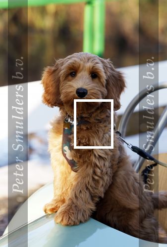 Amsterdam 12 december 2022
Robert Doornbos met zijn hond Simba op de electrische fiets van het merk Heritage Bike