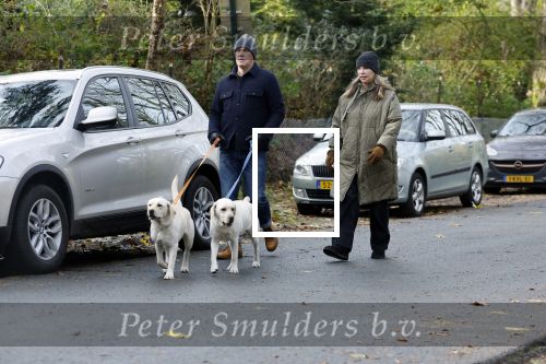 Huizen 24 november 2024
Linda de Mol en partner Jeroen Rietbergen aan het wandelen met hun 2 labradors / honden