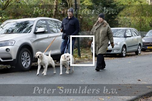 Huizen 24 november 2024
Linda de Mol en partner Jeroen Rietbergen aan het wandelen met hun 2 labradors / honden
