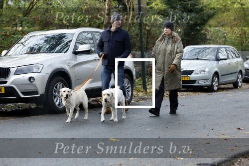 Huizen 24 november 2024
Linda de Mol en partner Jeroen Rietbergen aan het wandelen met hun 2 labradors / honden