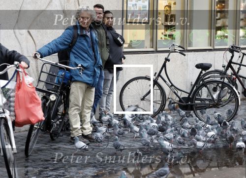 Den Haag 20 november 2025
 Prinses Amalia en haar vader Koning Willem Alexander bij de Grote Kerk, na de Bijzondere Verenigde Vergadering van de Eerste en Tweede Kamer, ter gelegenheid van de tachtigste verjaardag dat het parlement na de Tweede Wereldoorlog voor het eerst weer in gezamenlijkheid bijeenkwam. Eerste Kamervoorzitter Mei Li Vos Tweede Kamervoorzitter Thom van Campenvingen ze op . Heel veel duiven