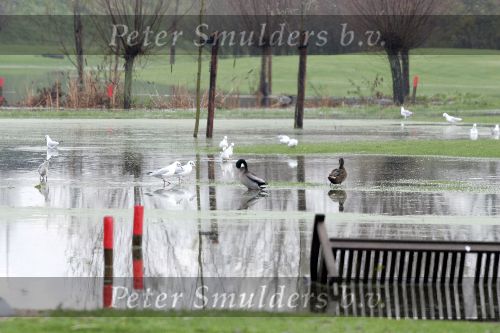 Weesp 26 november 2005
Golfbaan Weesp helemaal onder water
De Meeuwen, ganzen en eenden hebben vrij spel
