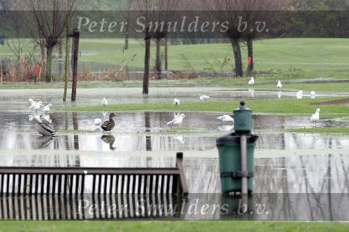 Weesp 26 november 2005
Golfbaan Weesp helemaal onder water
De Meeuwen en eenden hebben vrij spel