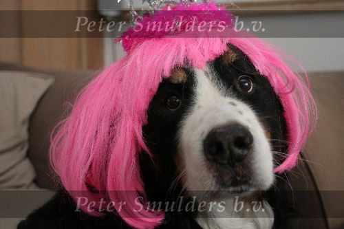 Eindhoven, 27 Februari 2006
Karnaval 2006 Ook de hond MAX doet mee
© Foto Jan van den Dungen