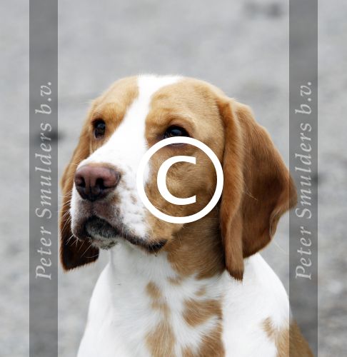 Vinkeveen 25 januari 2012
Roxeanne Hazes en haar vriend Nick laten samen hun hond uit.
Peter Smulders bv