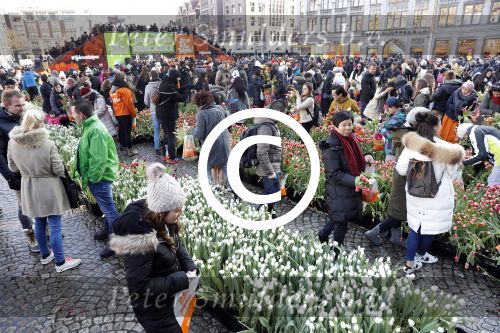 Amsterdam 21 januari 2017 
Boer Tom Groot bij event met tulpen bij paleis op de dam.