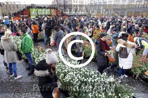 Amsterdam 21 januari 2017 
Boer Tom Groot bij event met tulpen bij paleis op de dam.