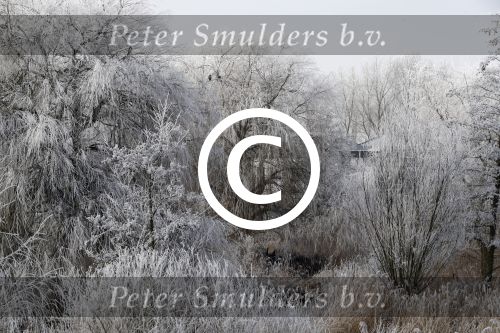 Nigtevecht 18 januari 2017
Winter in Nederland en met name in Nigtevecht.