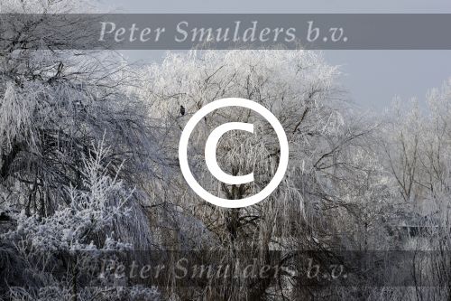 Nigtevecht 18 januari 2017
Winter in Nederland en met name in Nigtevecht.