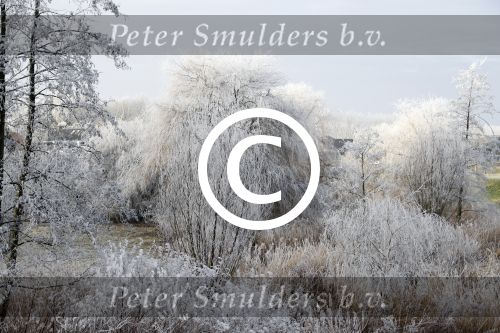 Nigtevecht 18 januari 2017
Winter in Nederland en met name in Nigtevecht.