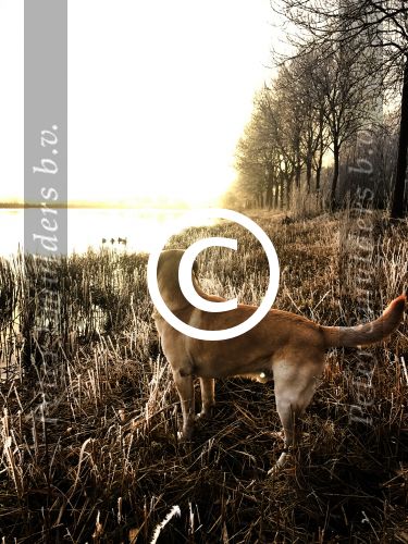 Nigtevecht 18 januari 2017
Winter in Nederland en met name in Nigtevecht.