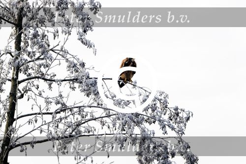 Nigtevecht 18 januari 2017
Winter in Nederland en met name in Nigtevecht. roofvogel
