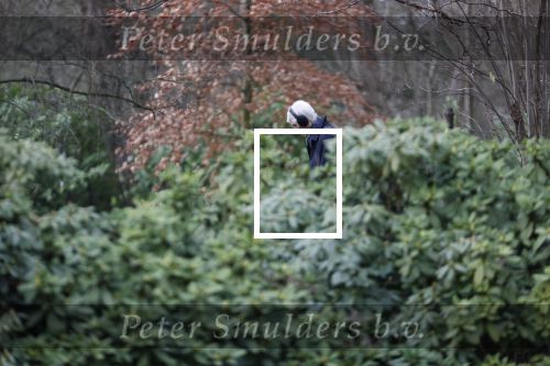 Maarssen 4 februari 2021
Berend Boudewijn werkt in zijn tuin.