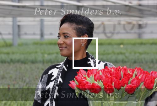 Spierdijk 19 januari 2021
Edsilia Rombley doopt haar eigen tulp de Edsilia