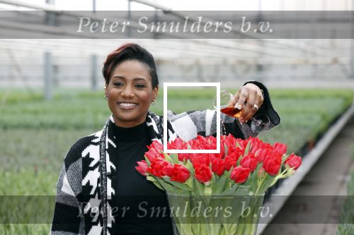 Spierdijk 19 januari 2021
Edsilia Rombley doopt haar eigen tulp de Edsilia