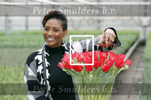 Spierdijk 19 januari 2021
Edsilia Rombley doopt haar eigen tulp de Edsilia