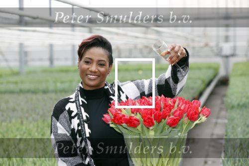 Spierdijk 19 januari 2021
Edsilia Rombley doopt haar eigen tulp de Edsilia