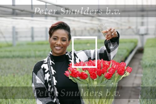 Spierdijk 19 januari 2021
Edsilia Rombley doopt haar eigen tulp de Edsilia