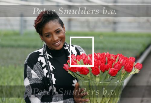 Spierdijk 19 januari 2021
Edsilia Rombley doopt haar eigen tulp de Edsilia