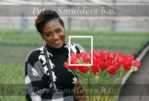 Spierdijk 19 januari 2021
Edsilia Rombley doopt haar eigen tulp de Edsilia
