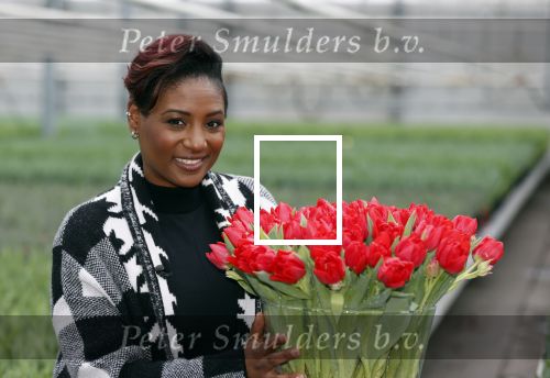 Spierdijk 19 januari 2021
Edsilia Rombley doopt haar eigen tulp de Edsilia