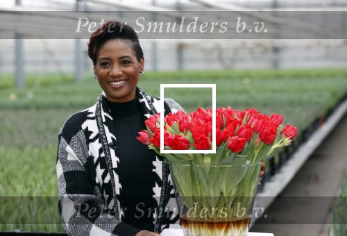 Spierdijk 19 januari 2021
Edsilia Rombley doopt haar eigen tulp de Edsilia